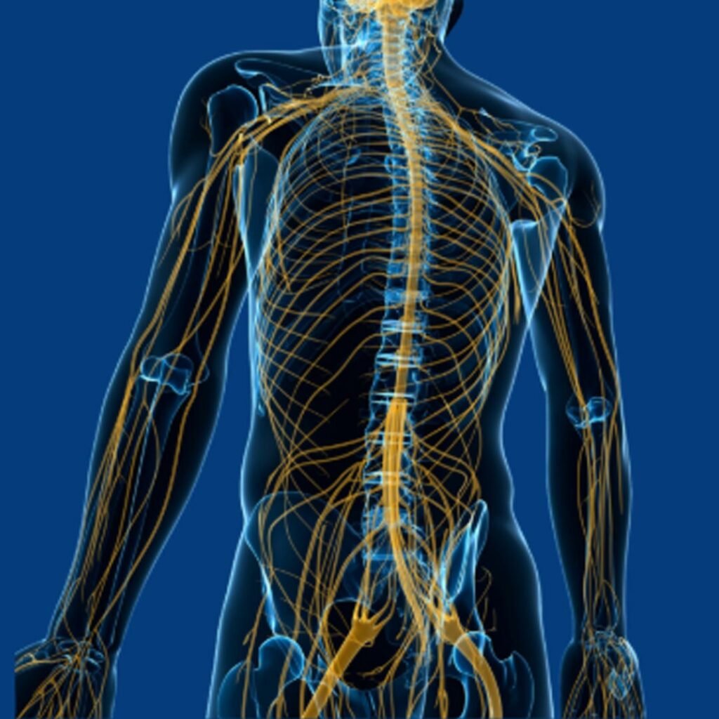 Physiotherapy rehabilitation for Paralysis focusing on muscle reactivation, mobility training, and functional recovery.