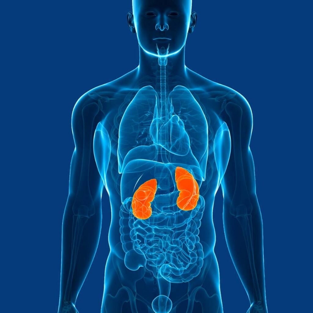 Physiotherapy and wellness support for Kidney Disease focusing on strength improvement, fatigue reduction, and overall mobility.